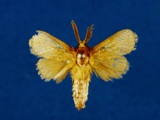 Mountelgonia abercornensis